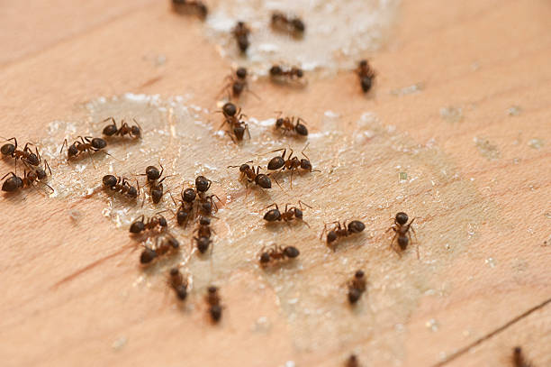 Best Mosquito Control Services  in Yuc Valley, CA