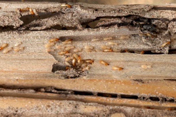 Best Best Pest Control Companies  in Yuc Valley, CA