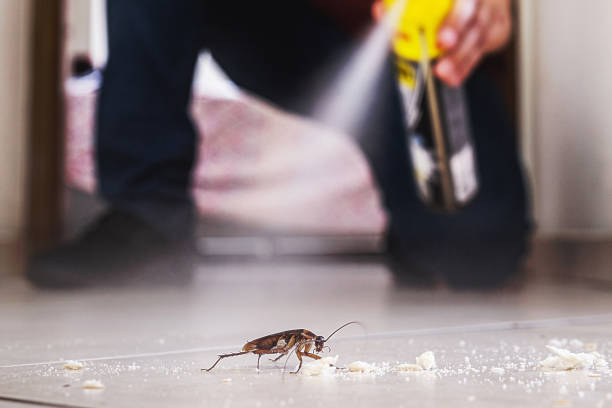 Reliable Yucca Valley, CA Pest Control Solutions