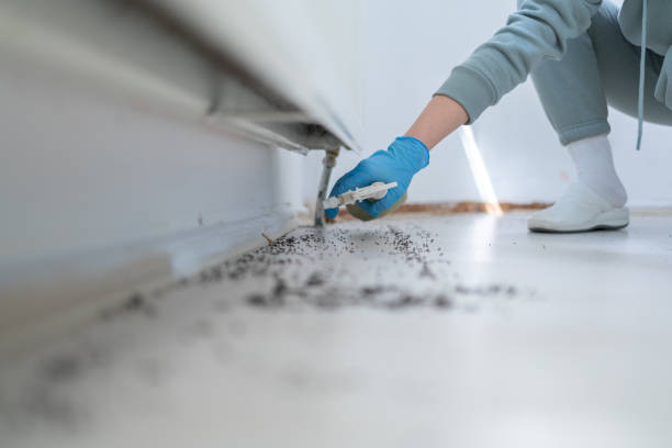 Best Termite Control Services  in Yuc Valley, CA